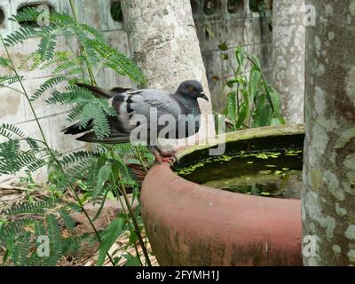 Taubenwasser in der pinken Wanne stehen Taubenvögel am Rand des Beckens Stockfoto