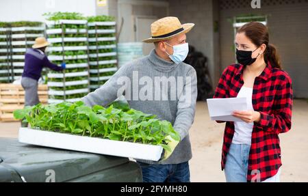 Arbeiter im Gewächshaus in schützender Gesichtsmaske, die Tabletts mit Setzlingen an junge Farmerinnen liefert Stockfoto