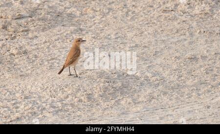 Persian Wheatear (Oenanthe chrysopygia) in katar gefunden. Selektiver Fokus Stockfoto