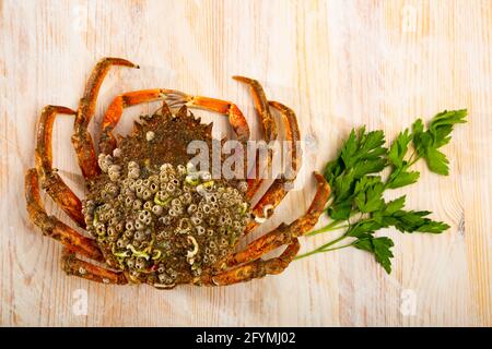 Frische stachelige Spinnenkrabbe auf Holzhintergrund. Meeresfrüchte-Delikatesse Stockfoto