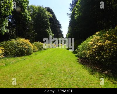 Castle Kennedy Gardens & Gardens, Dumfries & Galloway, Schottland im Jahr 2021 - Monkey Puzzle Bäume, Azaleen usw. in Monkey Puzzle Avenue Stockfoto