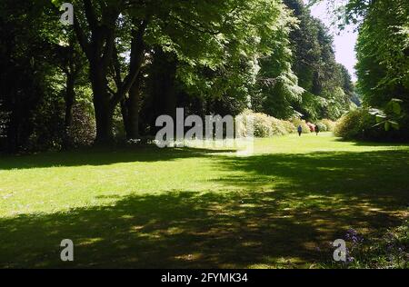 Castle Kennedy Gardens & Gardens, Dumfries & Galloway, Schottland im Jahr 2021 - Monkey Puzzle Bäume, Azaleen usw. in Monkey Puzzle Avenue Stockfoto