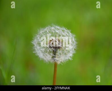 Die Samen von Dandelion werden aus der Pflanze freigesetzt. Makrofoto mit Hintergrundansicht an sonnigen Tagen. Stockfoto