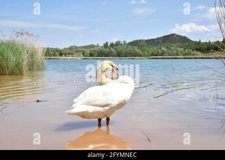 Schwan preening am Ufer des Sees. Sonniger Tag im Park La Grajera, Logroño, La Cárija. Stockfoto