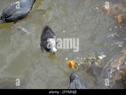 Junge Moorhuhn (Gallinula chloropus) im Sumpf neben den Karpfenköpfen des Flusses (Cyprinus carpio). Park La Grajera, Logroño, La J’Oja. Stockfoto