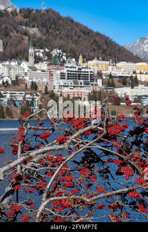 St. Moritz, Schweiz - 26. November 2020: Blick auf die Stadt St.Moritz und die roten Fruchtsträucher am Moritzersee. Stockfoto