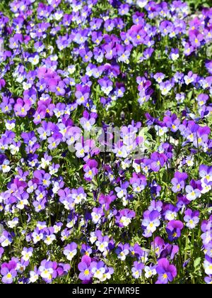 Nahaufnahme auf die große Gruppe wilder Stiefmütterchen-Viola tricolor violette Blüten Stockfoto