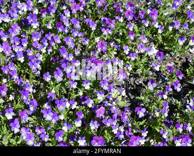 Nahaufnahme auf die große Gruppe wilder Stiefmütterchen-Viola tricolor violette Blüten Stockfoto