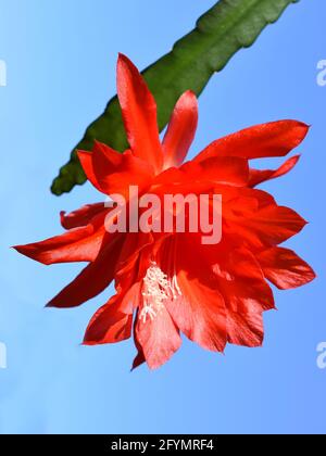 Epiphyllum Orchideenkaktus rote Blume auf blauem Himmel Hintergrund Stockfoto