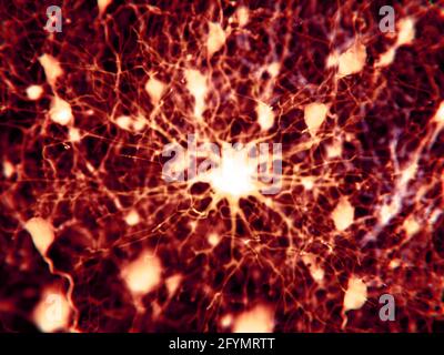 Protoplasmic astrocyte, Abbildung Stockfoto