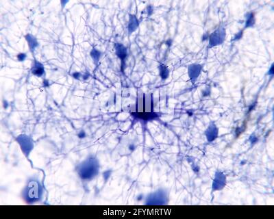 Protoplasmic astrocyte, Abbildung Stockfoto