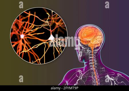 Menschliches Gehirn und Neuronen, Illustration Stockfoto