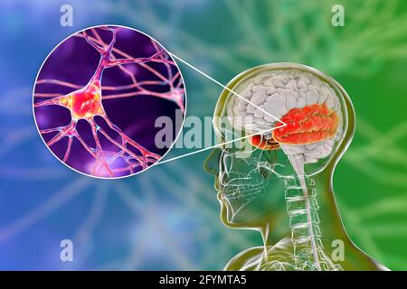 Menschlicher Schläfenlappen und Neuronen, Illustration Stockfoto