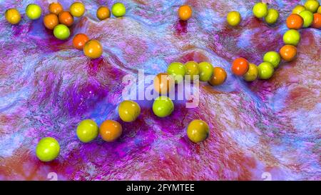 Streptococcus pyogenes Bakterien, Illustration Stockfoto