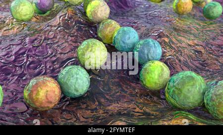 Streptococcus pyogenes Bakterien, Illustration Stockfoto