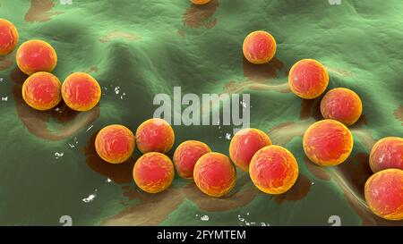 Streptococcus pyogenes Bakterien, Illustration Stockfoto