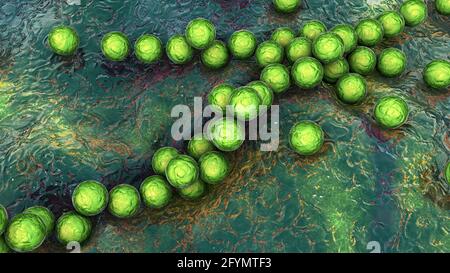 Streptococcus pyogenes Bakterien, Illustration Stockfoto