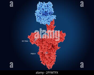 B.1.1.7 Coronavirus-variantenes Spike-Protein, Abbildung Stockfoto