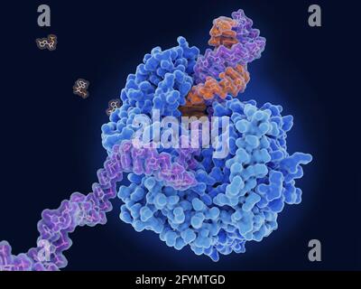 RNA-Polymerase, die virale RNA repliziert, Illustration Stockfoto