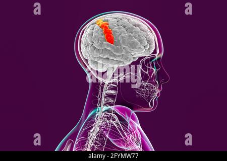 Menschliches Gehirn mit hervorgehobener postzentraler Gyrus, Illustration Stockfoto