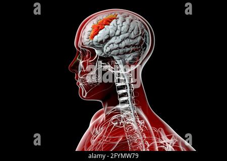 Gehirn mit hervorgehobener mittlerer frontaler Gyrus, Illustration Stockfoto