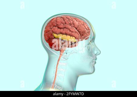 Gehirn mit hervorgehobener inferiorer temporaler Gyrus, Illustration Stockfoto