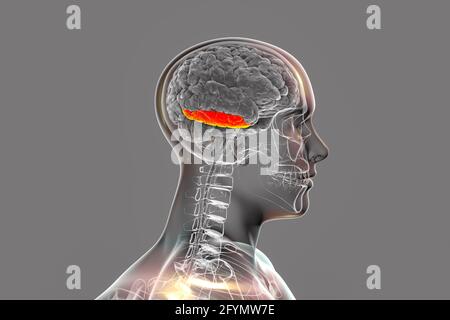 Gehirn mit hervorgehobener inferiorer temporaler Gyrus, Illustration Stockfoto