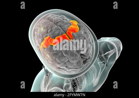 Menschliches Gehirn mit hervorgehobener präzentraler Gyrus, Illustration Stockfoto