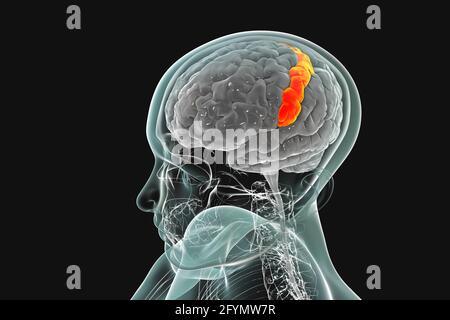 Menschliches Gehirn mit hervorgehobener postzentraler Gyrus, Illustration Stockfoto