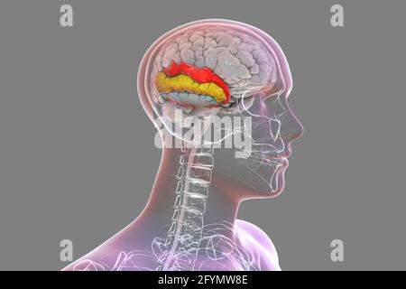 Menschliches Gehirn mit hervorgehobener temporaler Gyri, Illustration Stockfoto