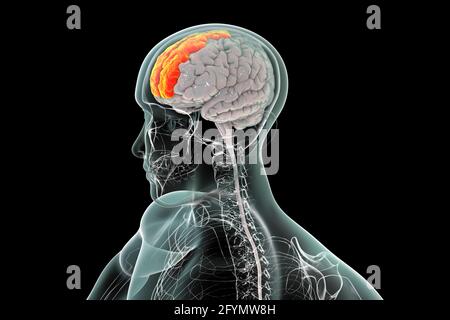 Gehirn mit hervorgehobener frontaler Gyri, Illustration Stockfoto