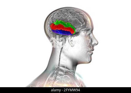 Menschliches Gehirn mit hervorgehobener temporaler Gyri, Illustration Stockfoto