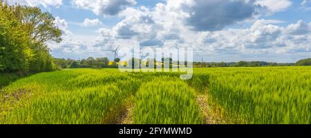 Windmühlen hinter einem Feld an einem sonnigen Tag in deutschland Stockfoto