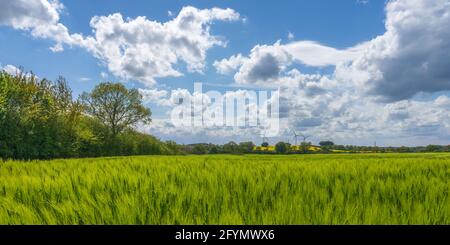 Windmühlen hinter einem Feld an einem sonnigen Tag in deutschland Stockfoto