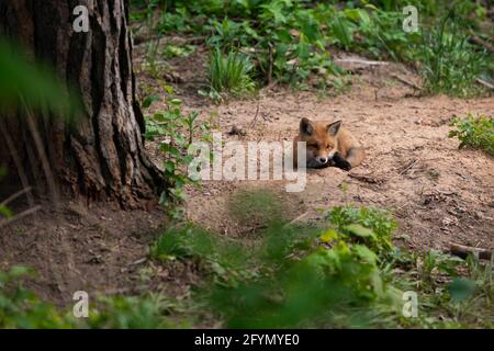 Rotfuchs. Die Art hat eine lange Geschichte der Assoziation mit dem Menschen.der Rotfuchs ist eines der wichtigsten pelztragenden Tiere geerntet Stockfoto