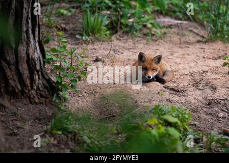 Rotfuchs. Die Art hat eine lange Geschichte der Assoziation mit dem Menschen.der Rotfuchs ist eines der wichtigsten pelztragenden Tiere geerntet Stockfoto