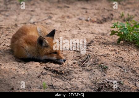 Rotfuchs. Die Art hat eine lange Geschichte der Assoziation mit dem Menschen.der Rotfuchs ist eines der wichtigsten pelztragenden Tiere, die für das Fell geerntet werden Stockfoto