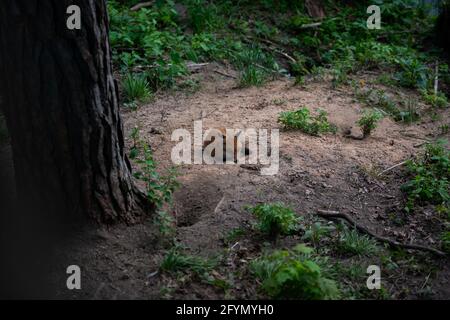 Rotfuchs Nahaufnahme-Porträt im Frühling mit Nadelbaumhintergrund in seiner Umgebung und seinem Lebensraum. Fox-Bild. Bild. Hochformat. Stockfoto