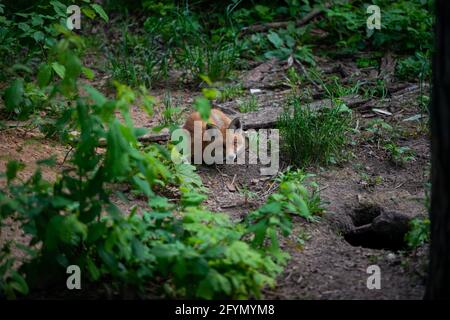Der Rotfuchs (Vulpes vulpes) liegt im Sand im Wald zwischen grünen Bäumen auf grünem Gras. Porträt eines kleinen Jungen. Direkt in der Kamera anzeigen. Stockfoto