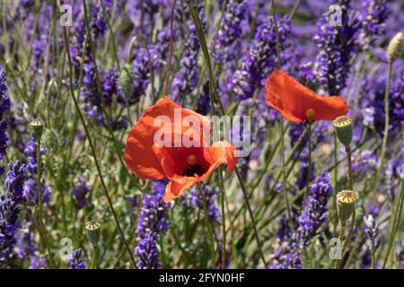 Valensole, Frankreich - 5. Juli 2020: Roter Mohn zwischen purpurem Lavendel Stockfoto