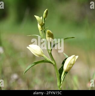 Cephalanthera damasonium Orchidee im Grasfeld. Sonniger Tag am Ufer des Flusses Cidacos. Stockfoto