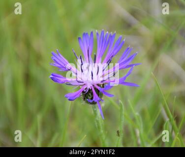 Bunte Blume von Centaurea cyanus. Das Hotel liegt neben einem Bergpfad in Munilla, La Rija, Spanien. Stockfoto