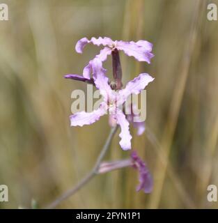 Feldwallblume (Matthiola fruticulosa). Wellenförmige, hellrosa Blütenblätter auf der alten Getreideterrasse. Stockfoto