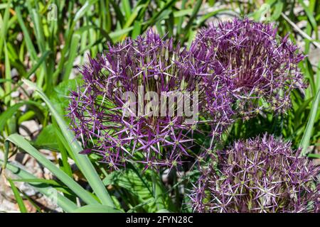 Allium hollandicum 'Purple Sensation' eine knollige Sommerblüte mit einer runden violetten Sommerblüte, die allgemein als Zierzwiebel, St. Stockfoto