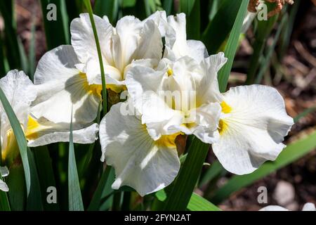 Iris sibirica 'Silver Queen' eine Sommer blühende Pflanze mit einer weißen Sommerblüte, die allgemein als sibirische Flagge bekannt ist, Stockfoto Stockfoto