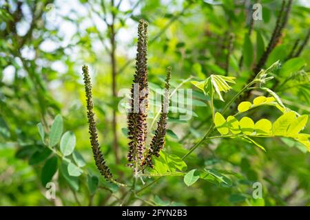 Wüste False Indigo, Amorpha Fruticosa Blossom Stockfoto