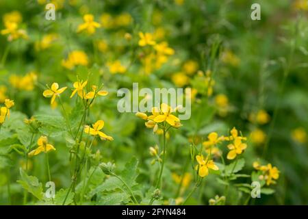 Chelidonium majus, größere Zölianenkraut in Wiese gelben Blüten Nahaufnahme selektiven Fokus Stockfoto