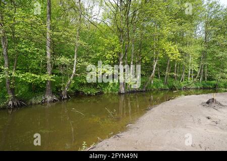 Bad Schwartau, Deutschland. Mai 2021. Blick auf die Schwartau zwischen Hobbersdorf und Groß Parin. Der Fluss Schwartau soll wieder in die Natur zurückkehren. Eine aufwendige Renaturierung soll die Richtungskorrektur der 1930er Jahre rückgängig machen. Der Fluss, der insgesamt 39 Kilometer lang ist, wird auf einer Länge von 4.2 Kilometern wieder in sein früheres Erscheinungsbild zurückversetzt. Das Flussbett wird um mehrere Meter verbreitert und der Boden um rund 70 Zentimeter angehoben. Kredit: Marcus Brandt/dpa/Alamy Live Nachrichten Stockfoto