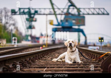 Porträt eines Hundes auf Eisenbahnschienen. Labrador Retriever. Stockfoto