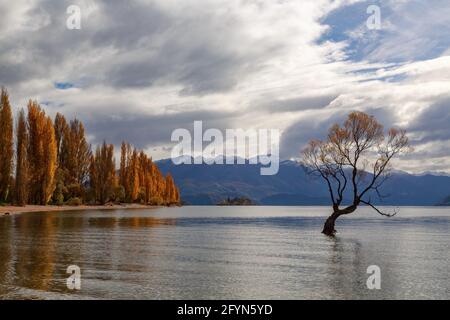 Lake Wanaka, Neuseeland, im Herbst. Der berühmte einsame Weidenbaum liegt im Wasser und das Ufer ist mit Pappeln gesäumt Stockfoto